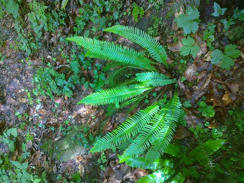 blechnum spicant plant showing characteristic features