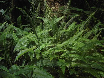 thumbnail blechnum spicant