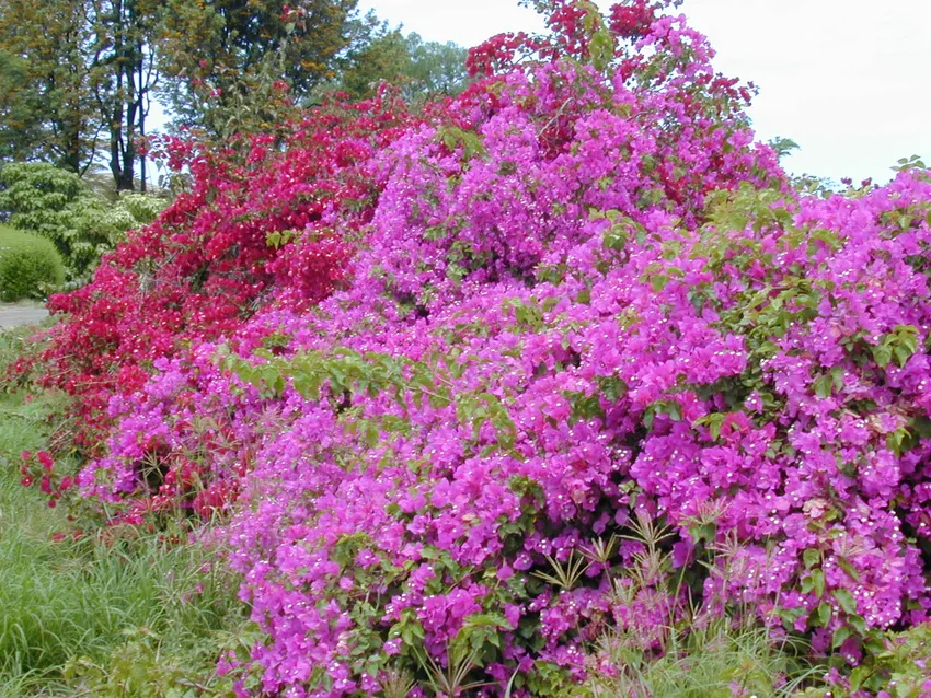 bougainvillea spectabilis plant showing characteristic features