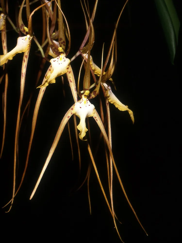Plante brassia arcuigera montrant ses caractéristiques typiques