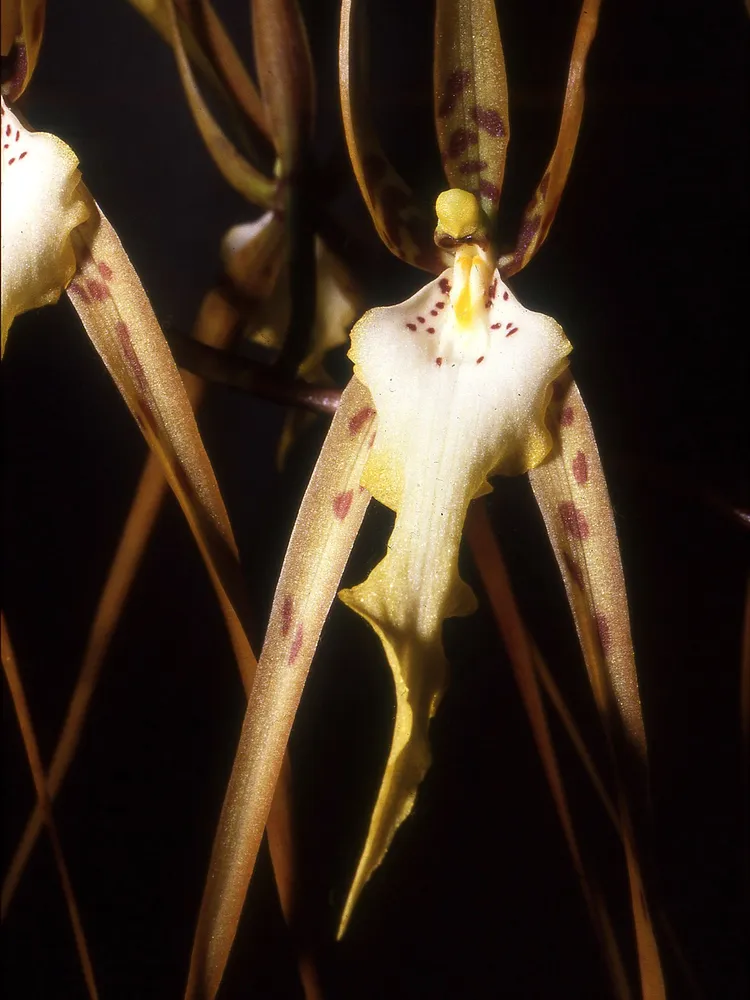 Plante brassia arcuigera montrant ses caractéristiques typiques