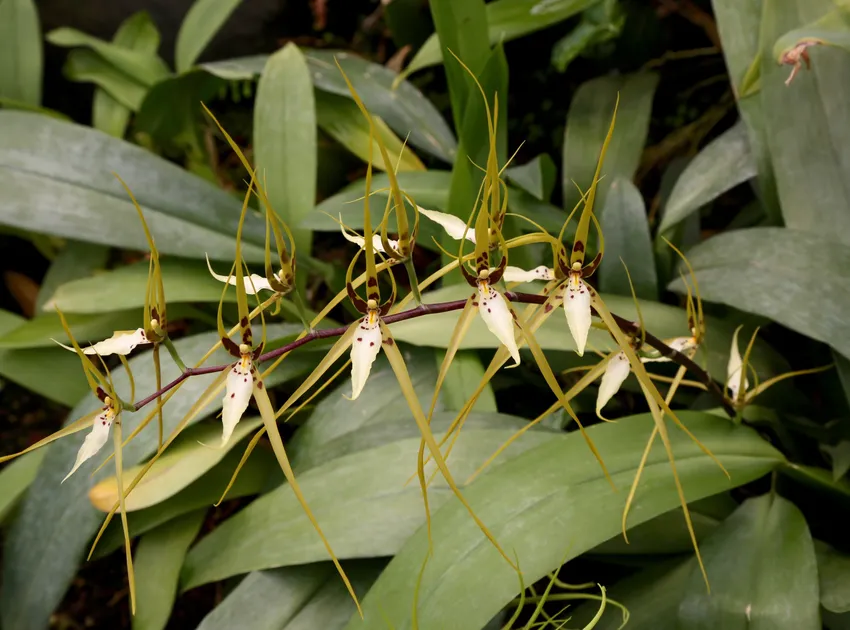 Plante brassia arcuigera montrant ses caractéristiques typiques