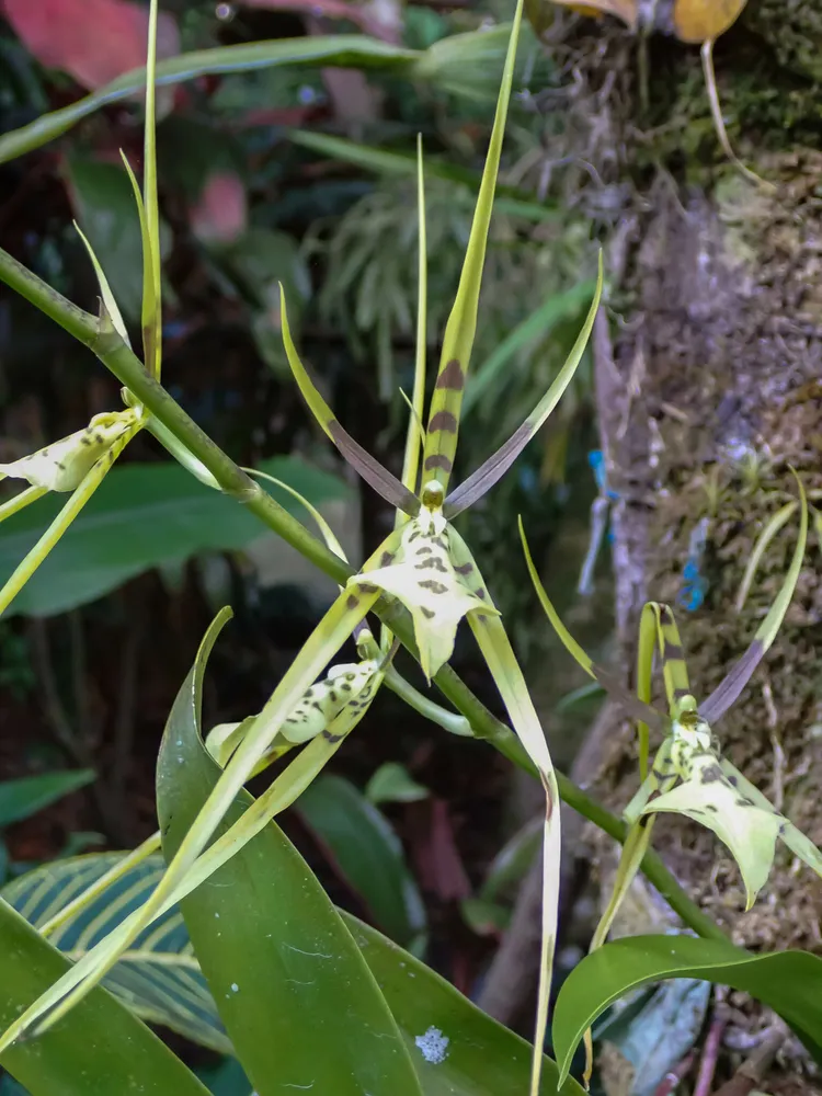 Plante brassia arcuigera montrant ses caractéristiques typiques