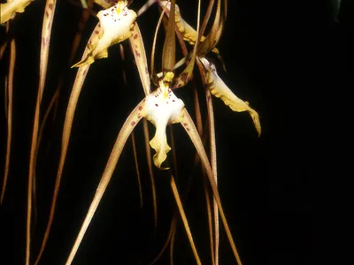 Image miniature brassia arcuigera