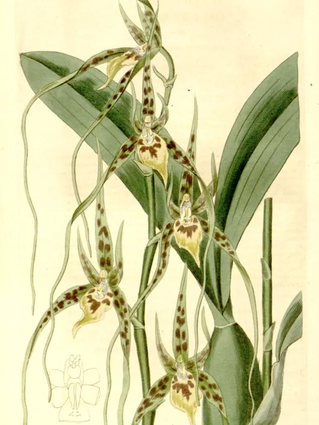 Plante brassia caudata montrant ses caractéristiques typiques