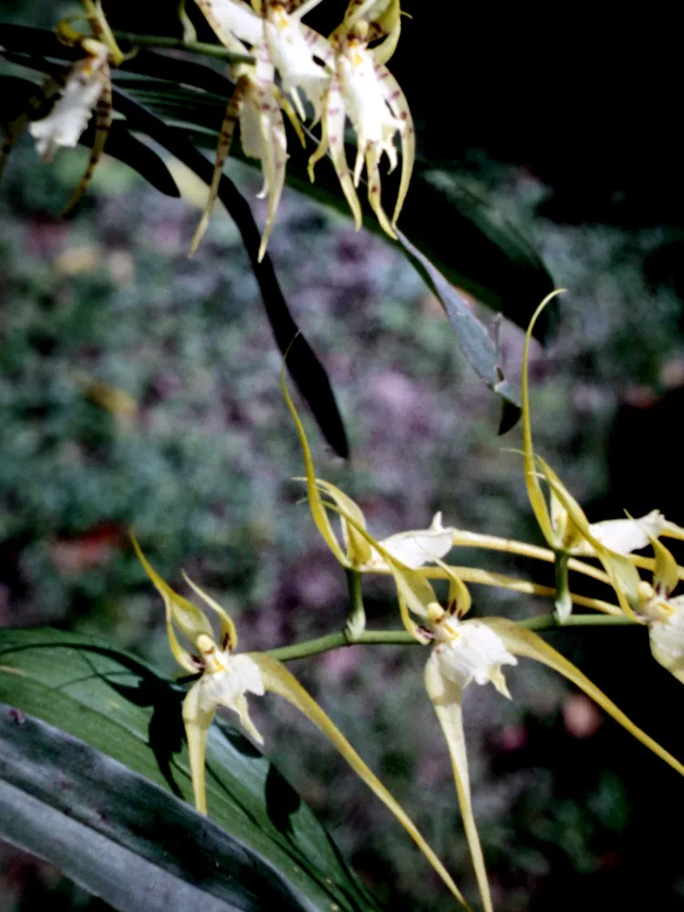 Plante brassia caudata montrant ses caractéristiques typiques