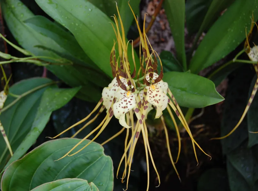 Plante brassia caudata montrant ses caractéristiques typiques