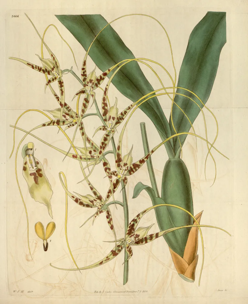 Plante brassia caudata montrant ses caractéristiques typiques