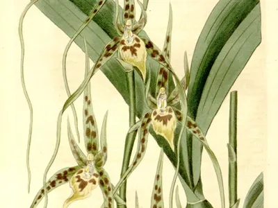 Image miniature brassia caudata