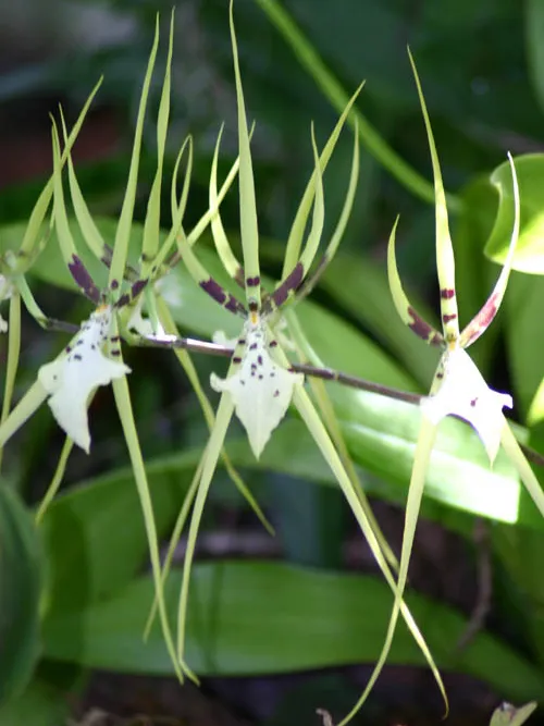 Plante brassia gireoudiana montrant ses caractéristiques typiques