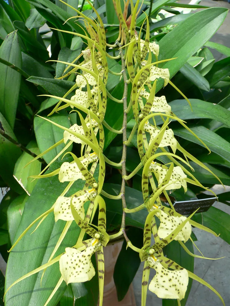 Plante brassia gireoudiana montrant ses caractéristiques typiques