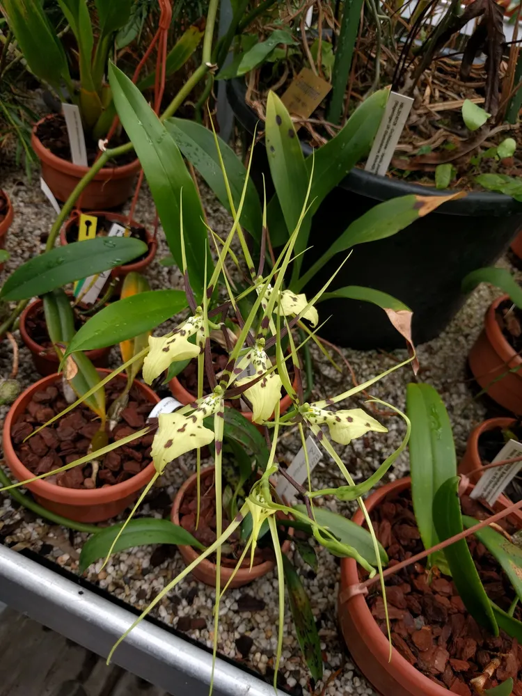 Plante brassia gireoudiana montrant ses caractéristiques typiques