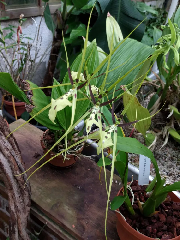 Plante brassia gireoudiana montrant ses caractéristiques typiques