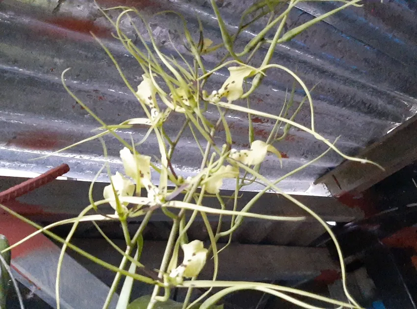 Plante brassia gireoudiana montrant ses caractéristiques typiques