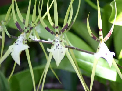 Image miniature brassia gireoudiana