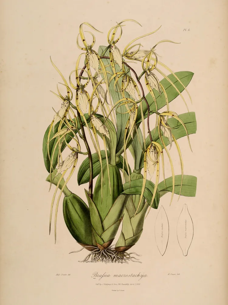 Plante brassia lanceana montrant ses caractéristiques typiques