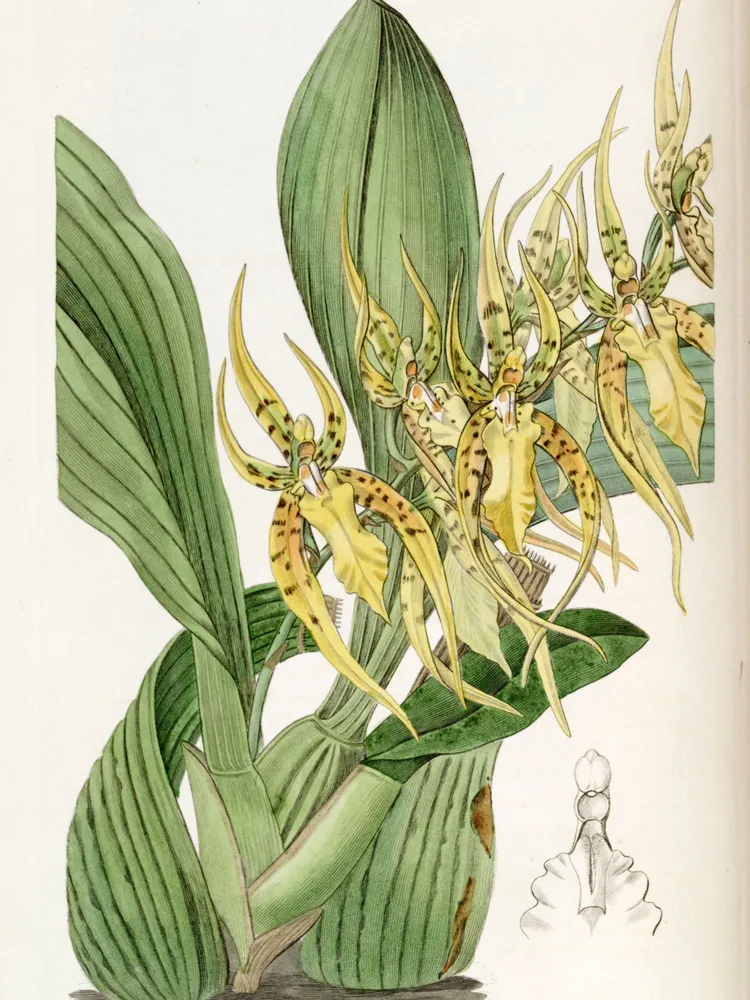 Plante brassia lanceana montrant ses caractéristiques typiques