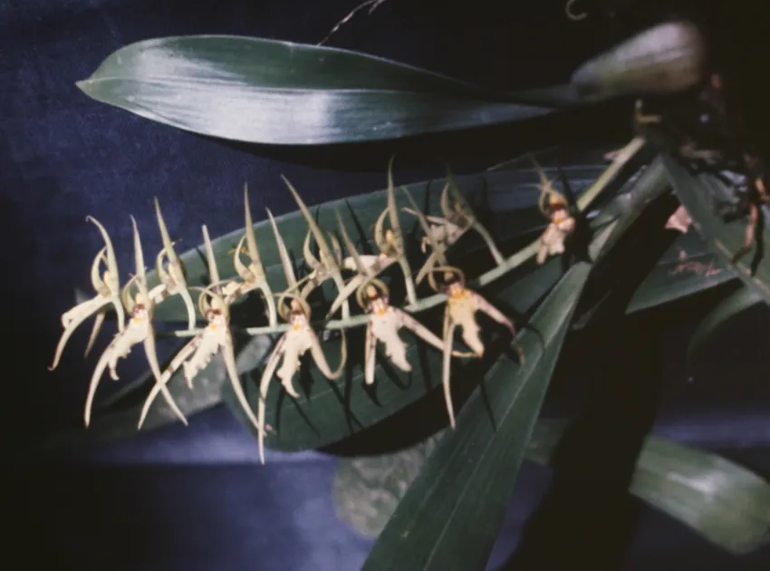 Plante brassia lanceana montrant ses caractéristiques typiques