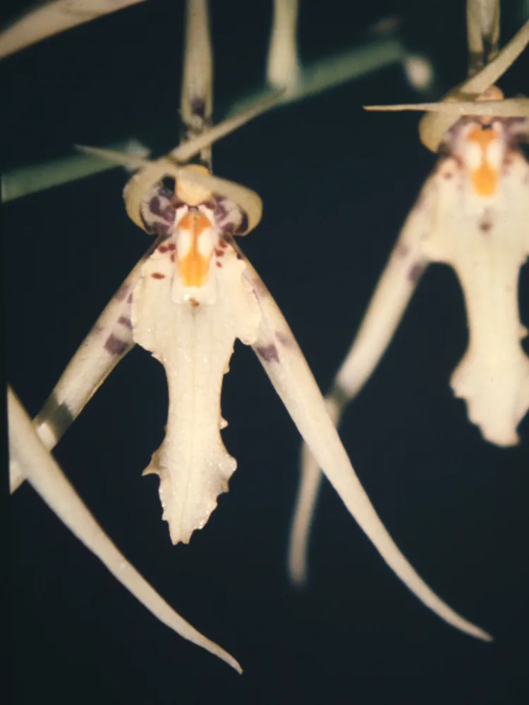 Plante brassia lanceana montrant ses caractéristiques typiques