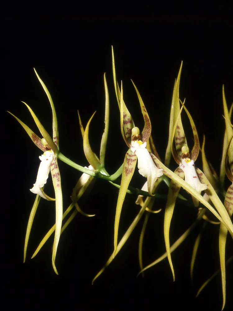 Plante brassia lanceana montrant ses caractéristiques typiques