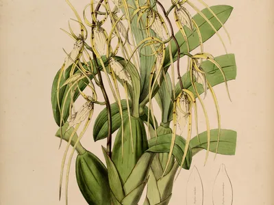 Image miniature brassia lanceana