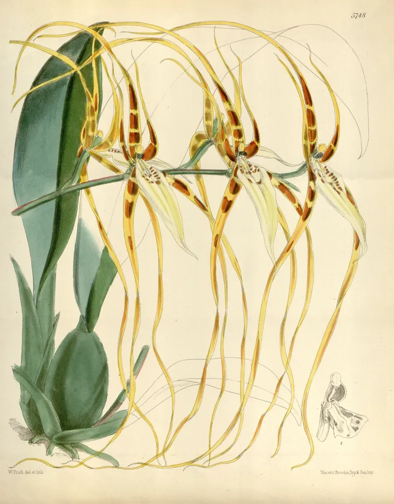 Plante brassia lawrenceana montrant ses caractéristiques typiques
