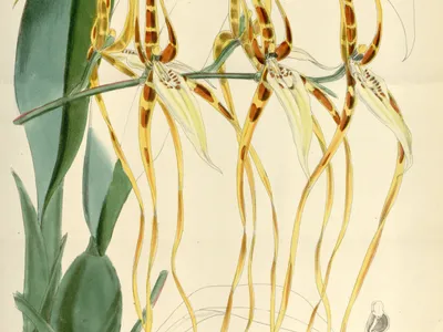 Image miniature brassia lawrenceana