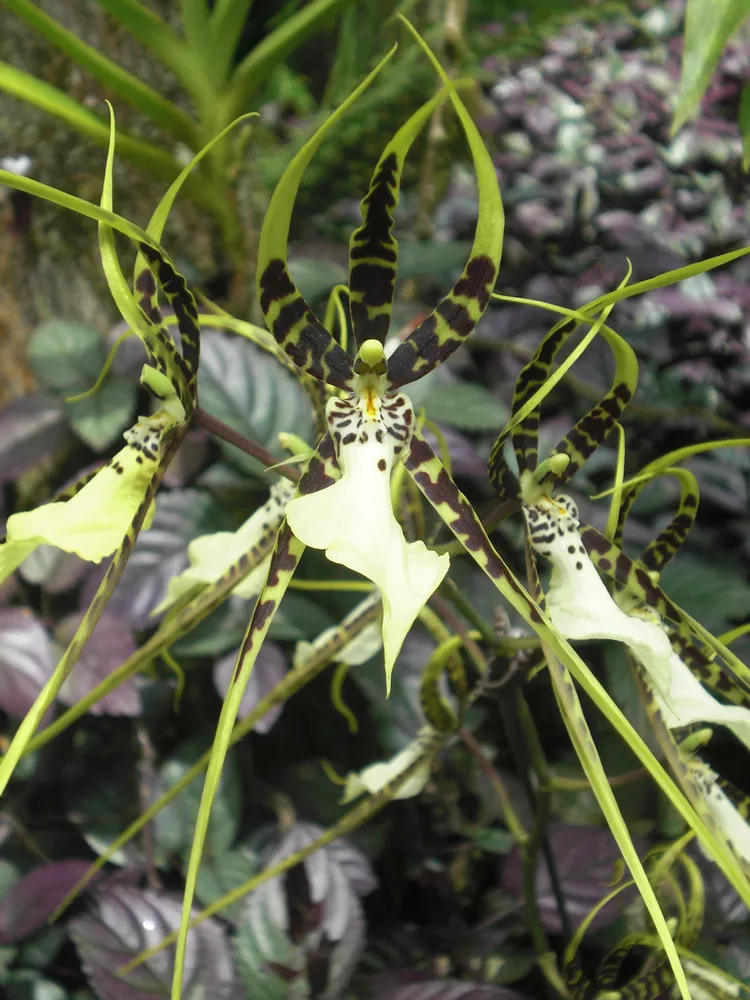 Plante brassia maculata montrant ses caractéristiques typiques
