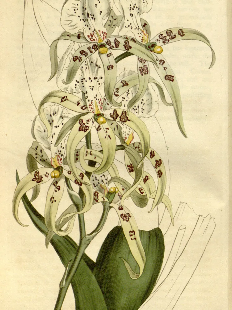 Plante brassia maculata montrant ses caractéristiques typiques