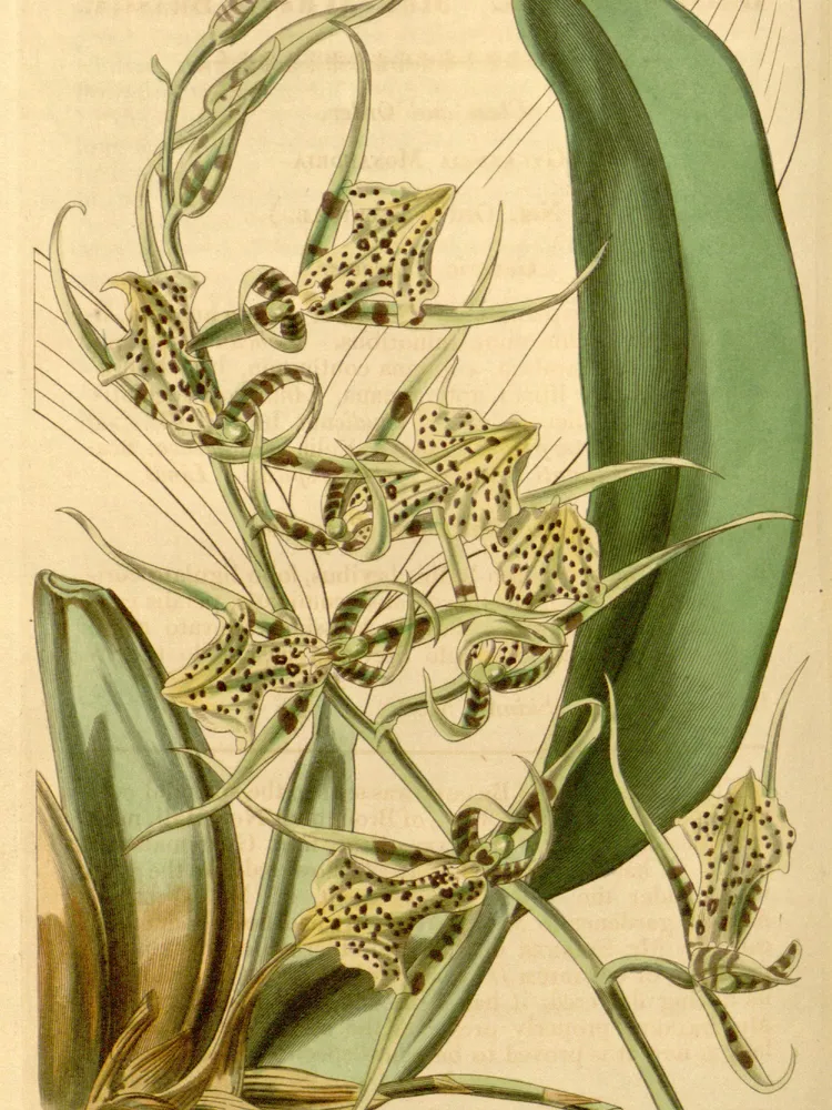 Plante brassia maculata montrant ses caractéristiques typiques