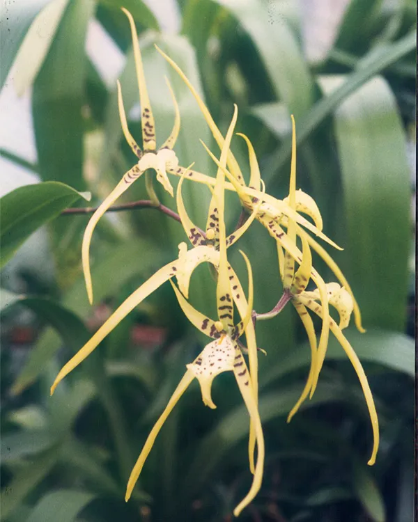 Plante brassia maculata montrant ses caractéristiques typiques