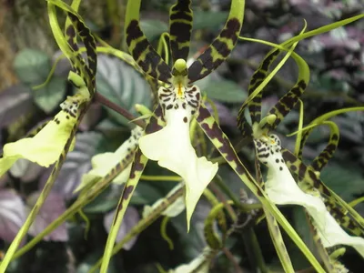 Image miniature brassia maculata
