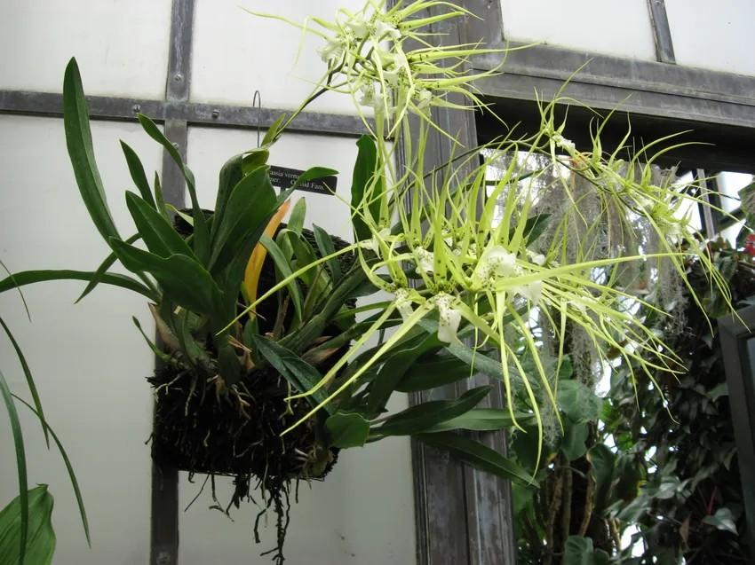 Plante brassia verrucosa montrant ses caractéristiques typiques