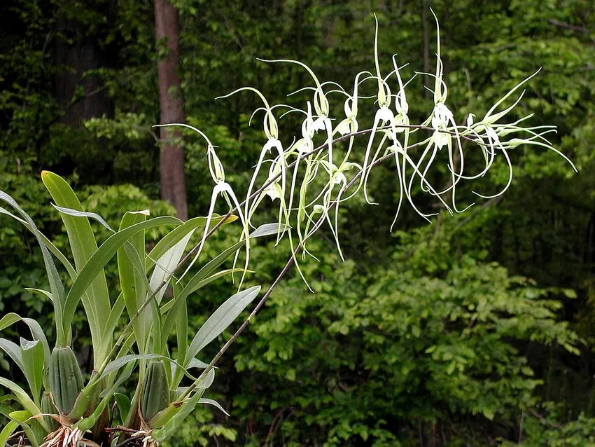 Plante brassia verrucosa montrant ses caractéristiques typiques