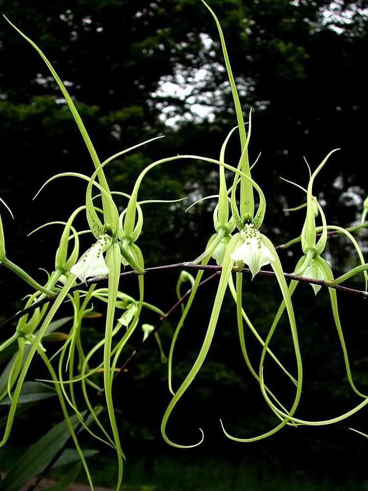 Plante brassia verrucosa montrant ses caractéristiques typiques