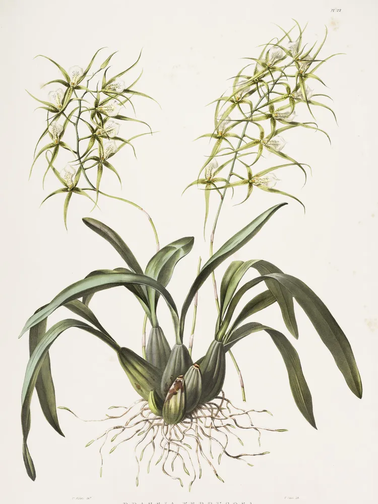 Plante brassia verrucosa montrant ses caractéristiques typiques