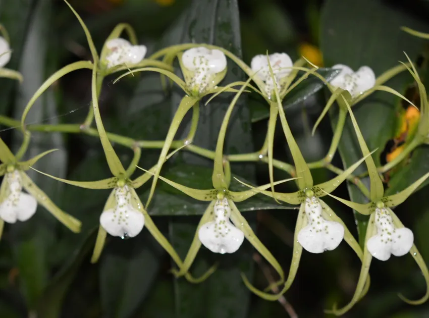 Plante brassia verrucosa montrant ses caractéristiques typiques