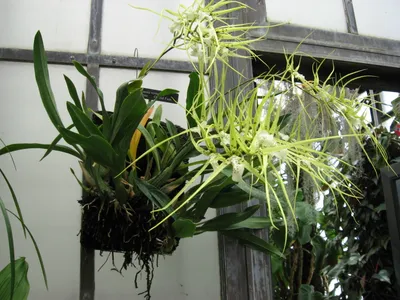 Image miniature brassia verrucosa