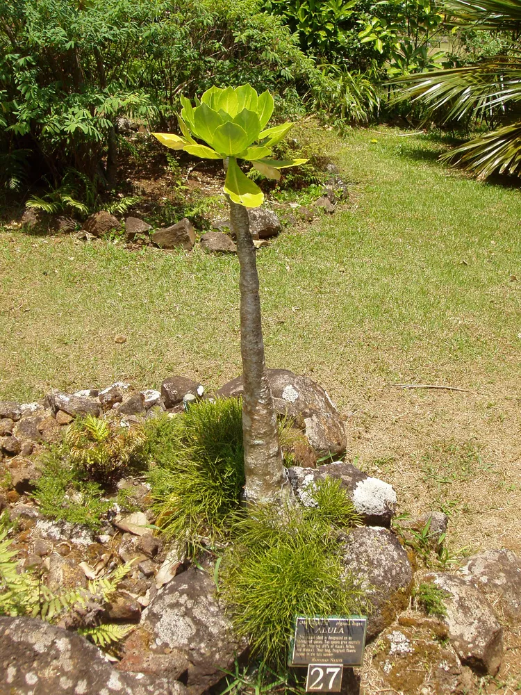 brighamia insignis plant showing characteristic features