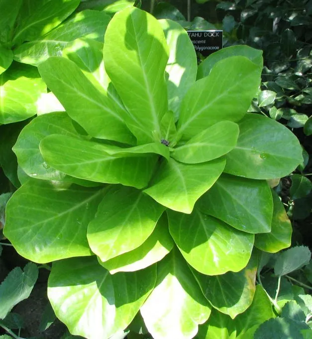 brighamia insignis plant showing characteristic features