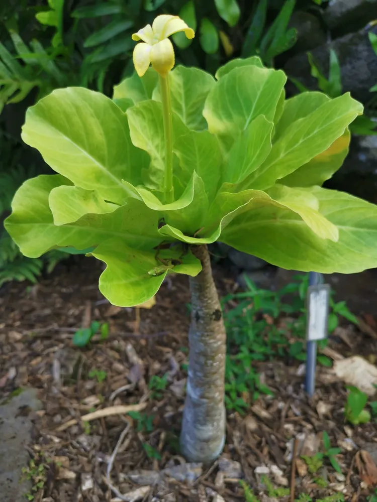 brighamia insignis plant showing characteristic features