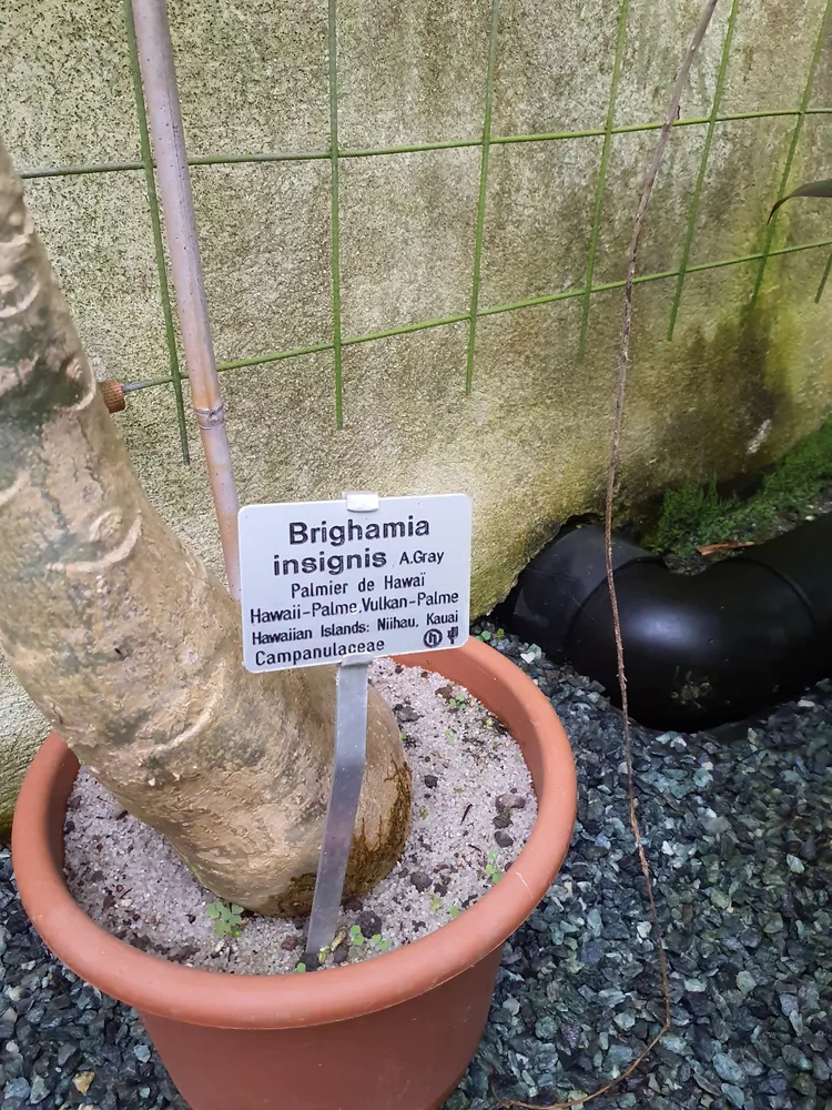 brighamia insignis plant showing characteristic features