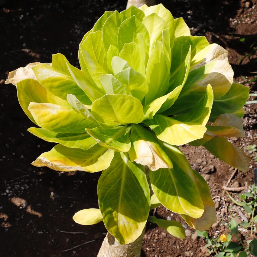 brighamia insignis plant showing characteristic features
