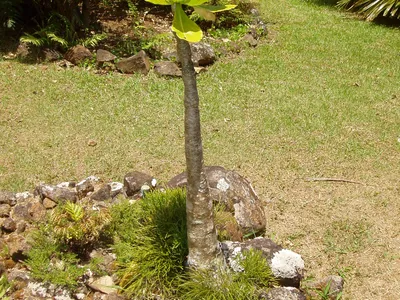 thumbnail brighamia insignis