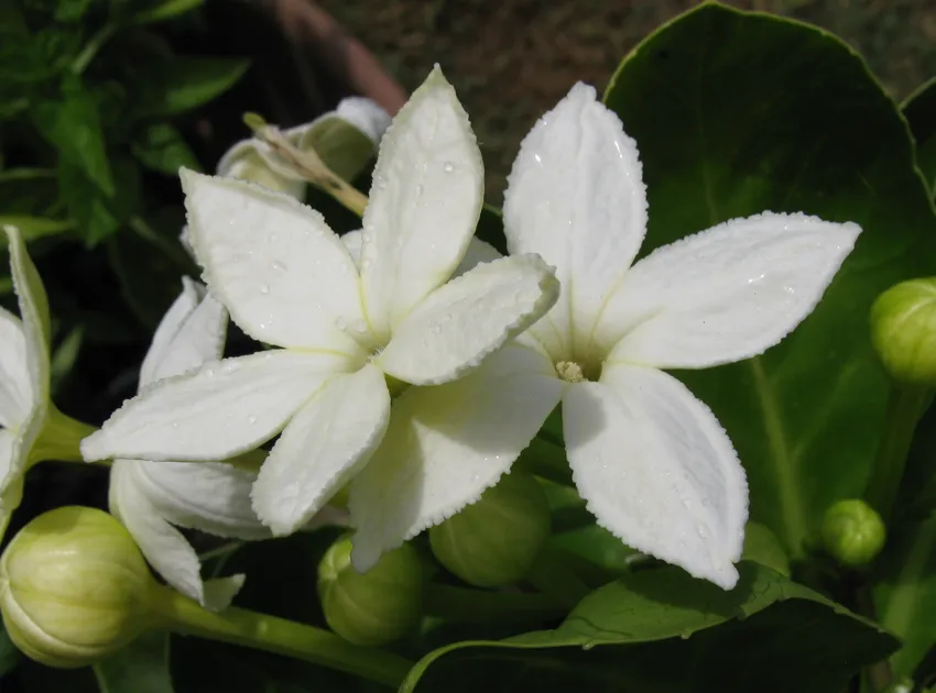 brighamia rockii plant showing characteristic features