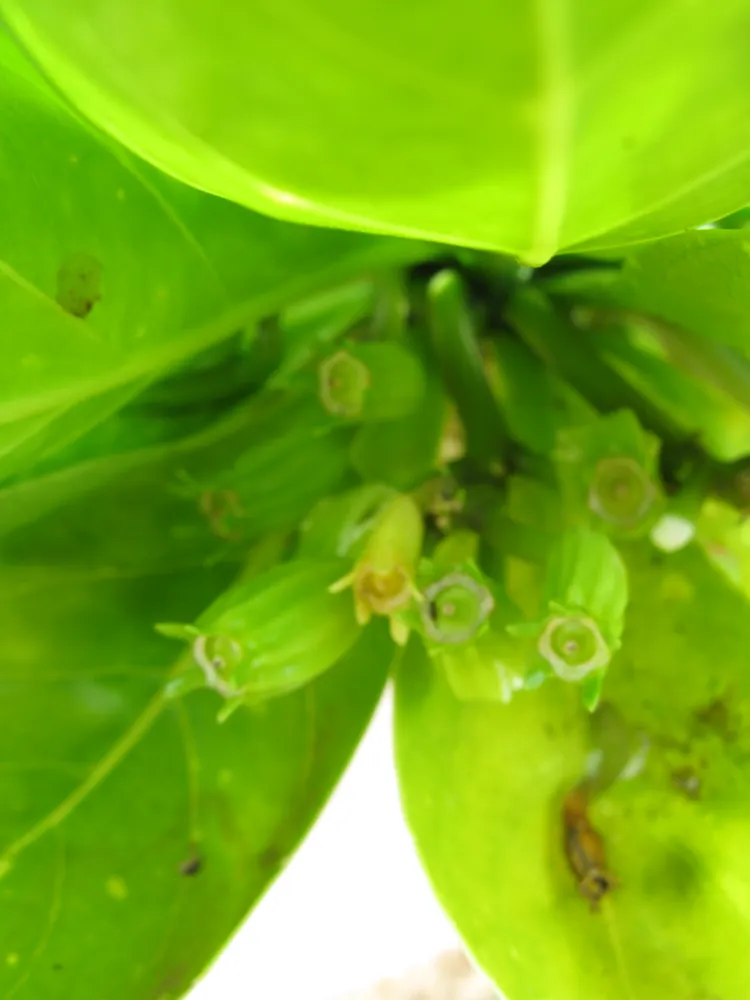 brighamia rockii plant showing characteristic features