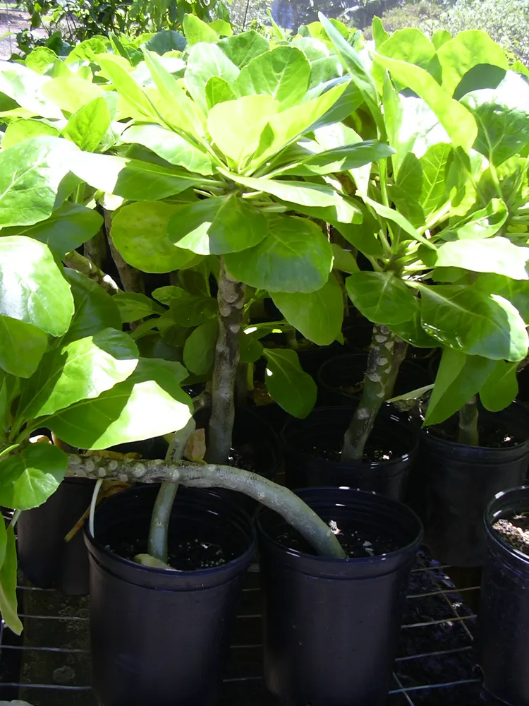 brighamia rockii plant showing characteristic features