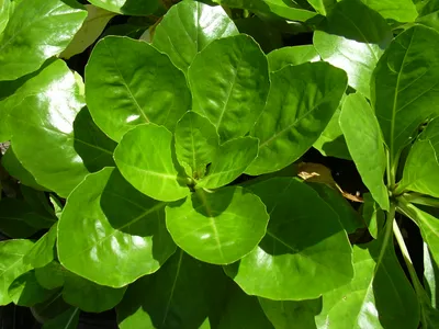thumbnail brighamia rockii