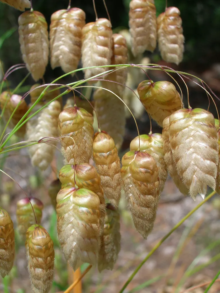 briza maxima plant showing characteristic features