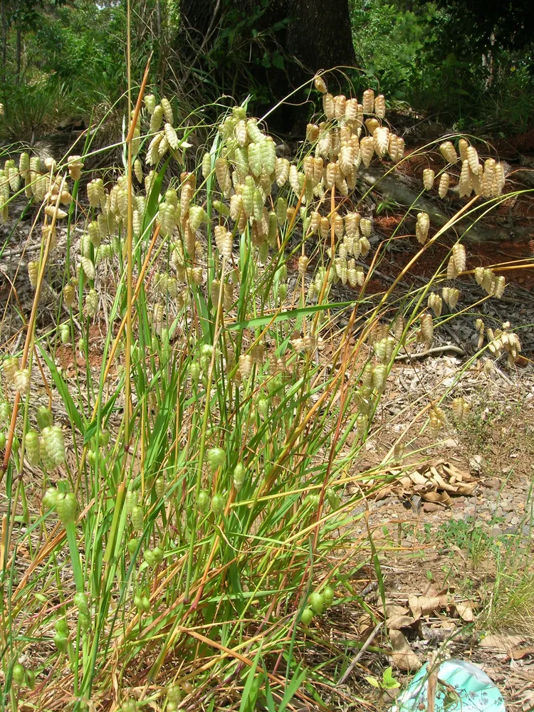 briza maxima plant showing characteristic features